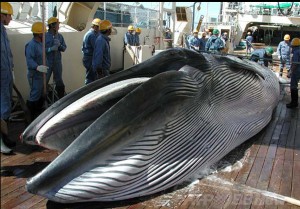 北西太平洋で獲れたニタリクジラ