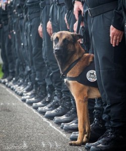 殉職した警察犬ディーゼル