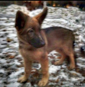 ロシアから贈られる子犬